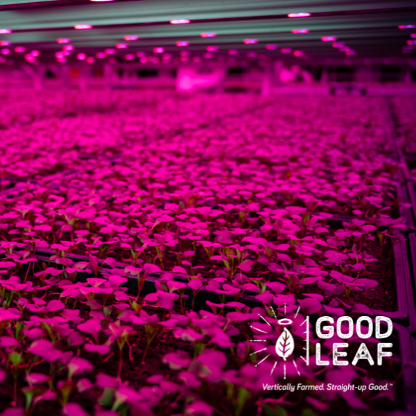 100km Foods Producer GoodLeaf Farms