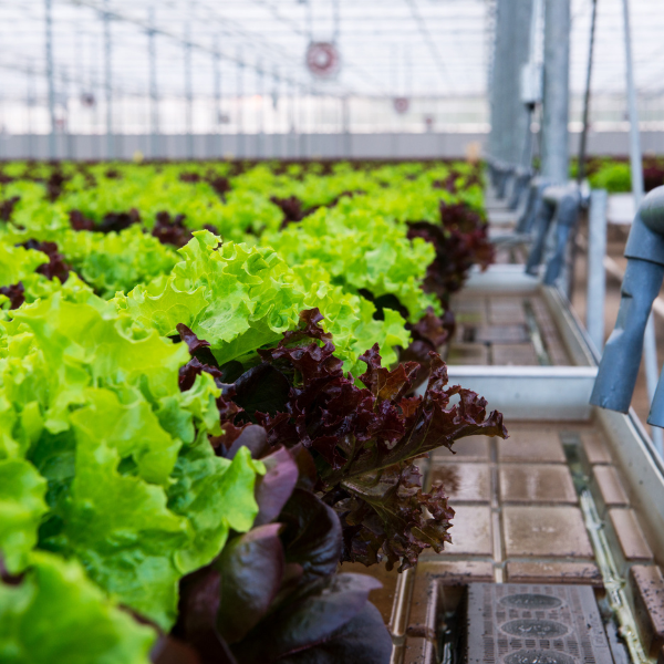 Greenbelt Greenhouses 