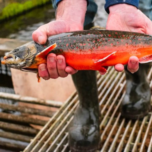 Springhill Fish
