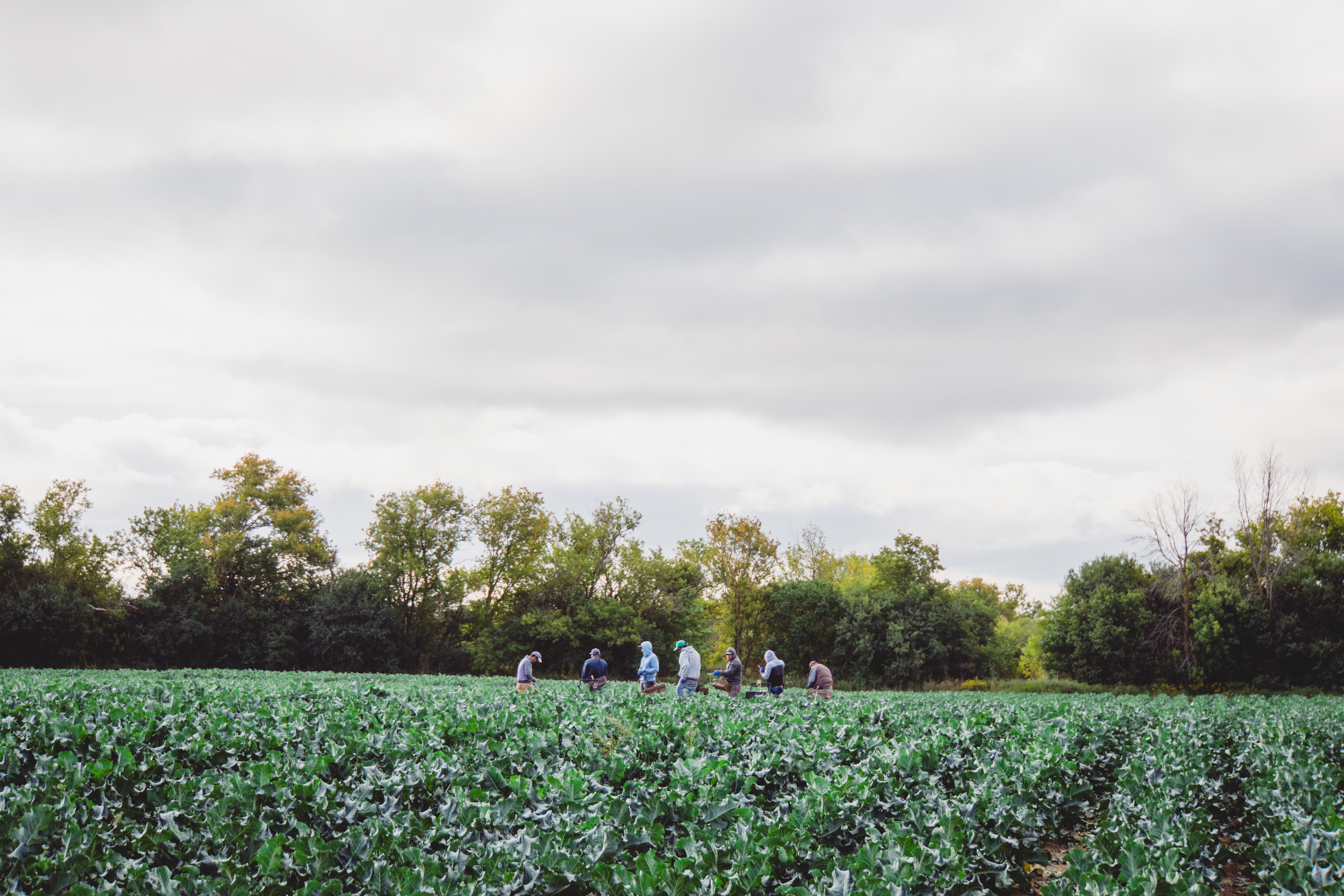 Farmers in Fields at Top Tomato
