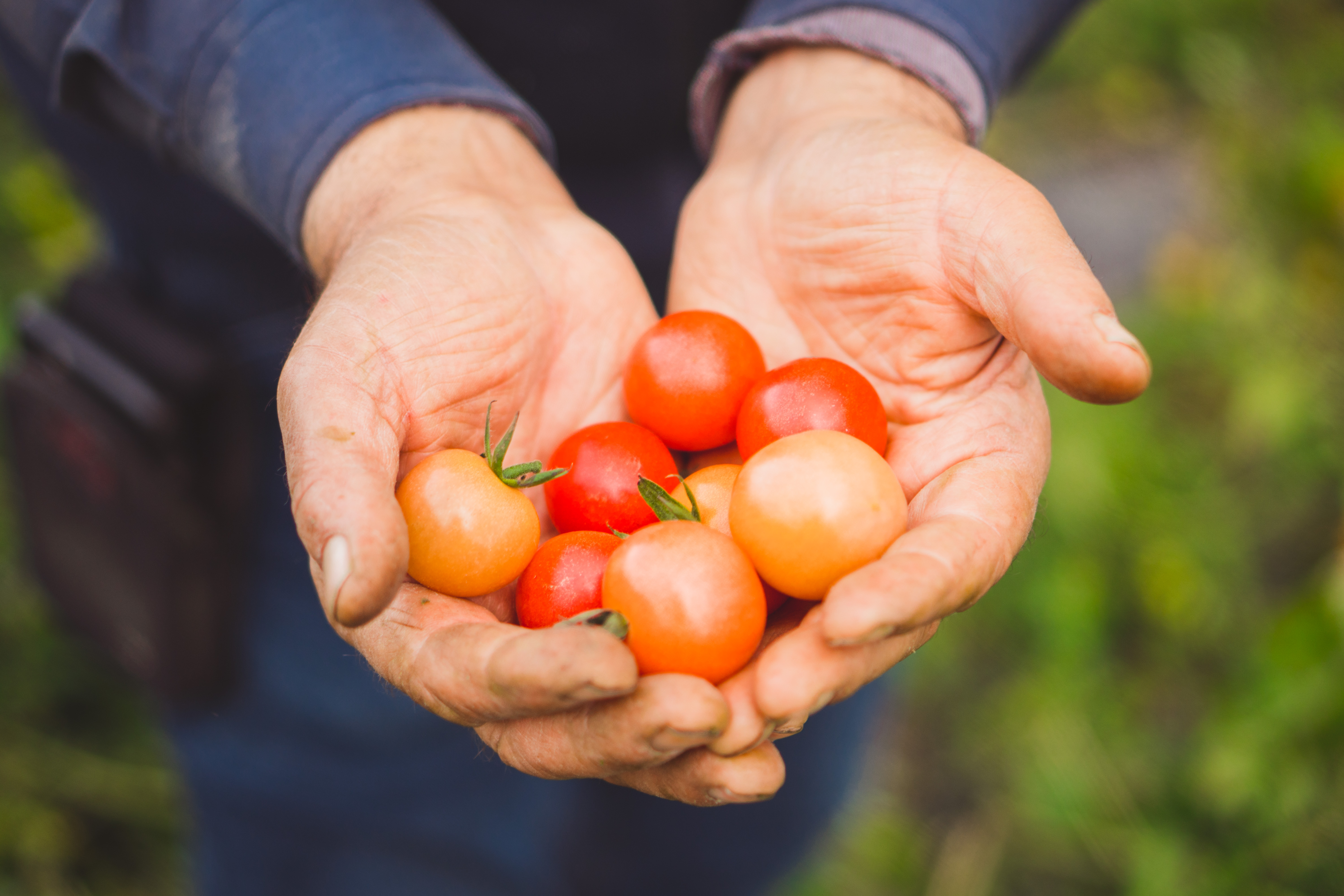 Top Tomato Farmer With Tomatoes in Hands