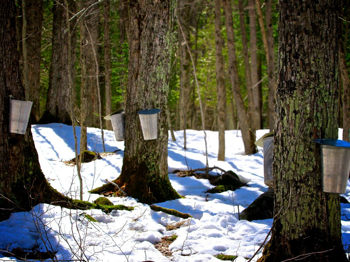 Spring Maple Water Harvest