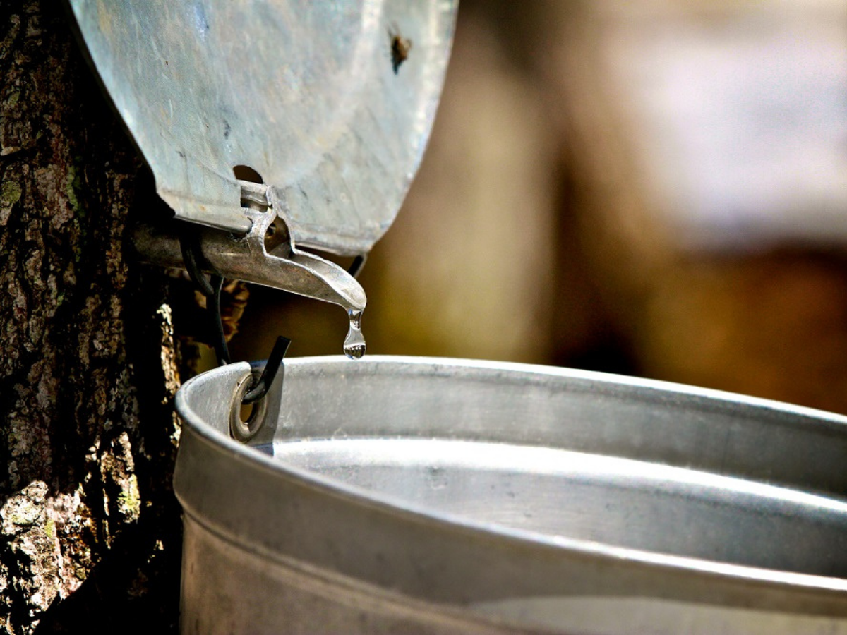 Maple Water Harvest